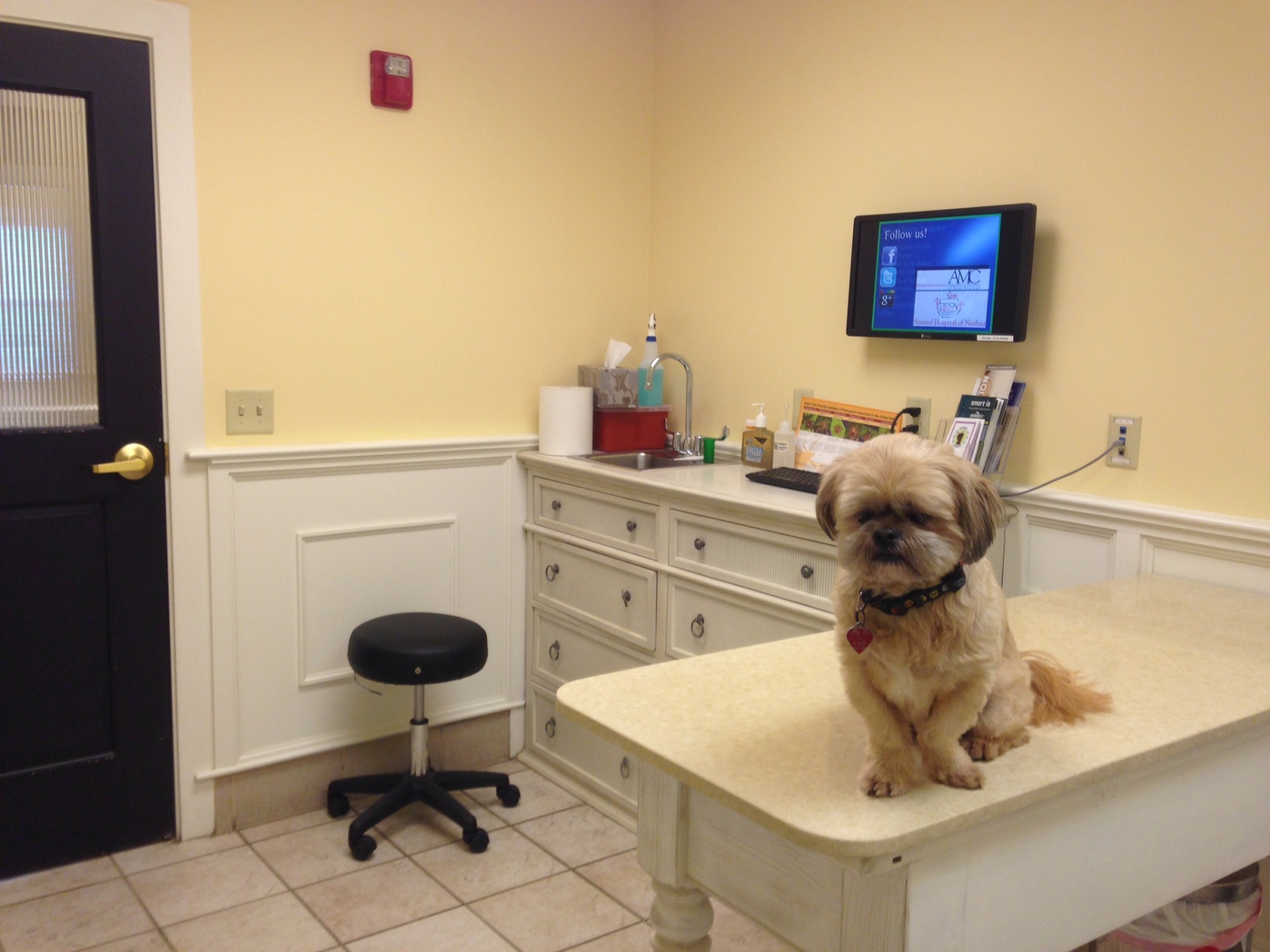 Vetic Founder Gaurav Ajmera Raises $40 Million To Expand Pet Healthcare Network